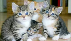 Banner de la categoría Alimentos para gatos