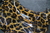PAULA ANIMAL PRINT - comprar online