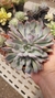 Echeveria Hanazukio