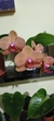 Phalenopsis - comprar online