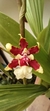Oncidium Sharry Baby