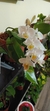 Phalenopsis - Orquideas de altura