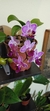 Phalenopsis en internet