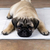Tapete Higienico Para Pet Good Pad Slim 60cm x 60cm 7 Unidades Cães - loja online