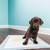 Tapete Higienico Para Pet Good Pad Slim 60cm x 60cm 30 Unidades Cães - comprar online
