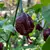 Chocolate Bhutlah 1 lb (450g)