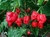 Trinidad Moruga Scorpion en polvo 8 oz (220g) - comprar en línea