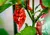 Ghosth Pepper 1 KG (1000 g)