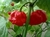 Trinidad Moruga Scorpion Flakes 1 kg (1000g) en internet