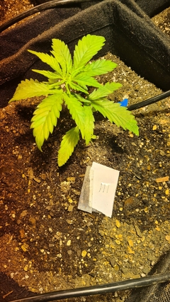 Banner de la categoría PLANTINES