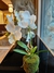 ORQUIDEA 1 VARA