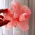 Chiffon Scrunchies Faixa de Borracha - QuickByte