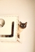 Nicho para Gato Gatti: Nicho Bolha - comprar online