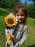 Girasoles