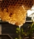 Miel y Cera de Abejas