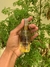 Argan Oil 60ml na internet