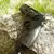 Revolver Umarex T4e Tr50 Gen2 Postas De Goma Cal.50 en internet