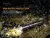 LINTERNA FENIX E20 v2.0 LED AA 350 LUMENS - Himalaya Outdoor