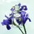 Infusion D’Iris PRADA Eau de Parfum - REFINATTO ESSENSE