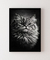Quadro Decorativo Gato III na internet