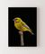 Quadro Decorativo Passaro Amarelo na internet
