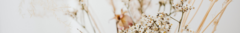 Banner de la categoría Flores preservadas