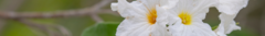 Banner de la categoría Plantas Nativas 