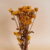 Flores de Crisantemos Preservadas en internet