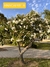 Árbol Anacahuita 50-70cm altura