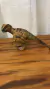 Dinossauro - comprar online