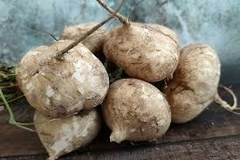 JICAMA KG