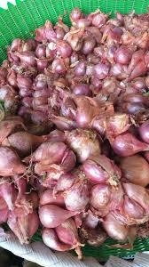 ECHALOTE KG