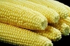 ELOTE AMARILLO DOMO