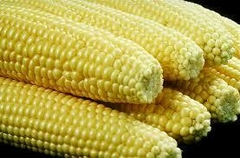 ELOTE AMARILLO DOMO