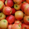 MANZANA GALA KG