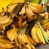 PLATANO MACHO KG