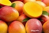 MANGO PETACON KG