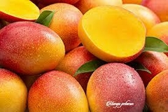 MANGO PETACON KG