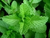 MENTA MANOJO