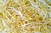GERMEN SOYA DOMO