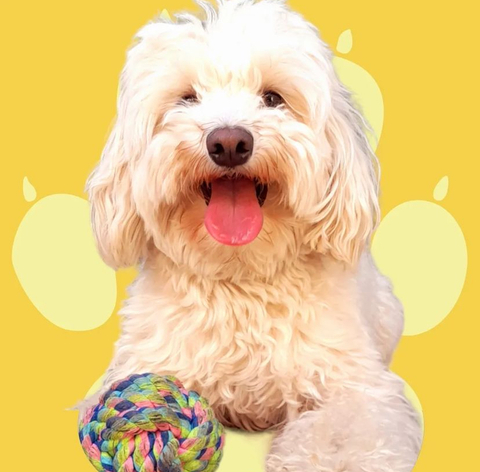 Banner de la categoría Mascotas