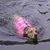 Chaleco salvavidas para perros - AllDog