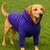 Moletom DogStyle - Roxo - Boots&Pets - comprar online
