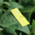 TARJETA / PAPEL HIDROSENSIBLE SYNGENTA PENTAIR X50 UNIDADES COD. 429050 en internet