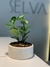 Peperomia - comprar online