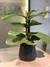 Ficus Pandurata (chico) - comprar online