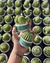 Octágono con Cactus Mixtos en internet
