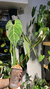 Anthurium Regale - comprar online