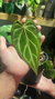 Anthurium Crystallinum - Dendro Plantas