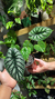 Alocasia Dragon Scale